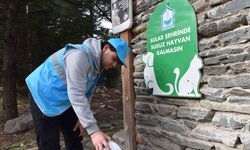 Yıldırım Belediyesi sokak hayvanlarının yanında