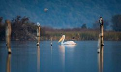 Uluabat Gölü’nde Tepeli pelikanlardan görsel şölen