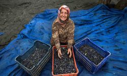Bursa’da Zeytin hasadı için geri sayım başladı
