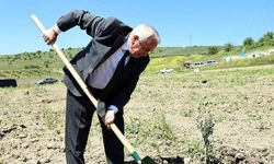 Nilüfer Belediyesi Konaklı’ya 800 zeytin fidanı dikti