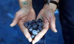 Mudanya'da Zeytin Sezonu 'Zeytinine Dokun' Şenliğiyle Açıldı