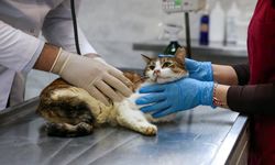 Kazazede Kedi Büyükşehir’in Şefkatiyle İyileşti