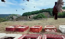 51 bin keklik ve sülün doğaya salınacak