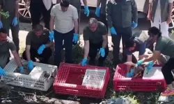 Tedavileri tamamlanan yaban hayvanlar doğaya salındı