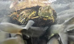 İnci kefalinin göçünde dikkat çeken kare...
