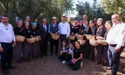 Bursa'nın iki ilçesinde zeytin mirasına özel hasat