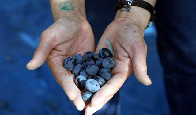 Mudanya'da Zeytin Sezonu 'Zeytinine Dokun' Şenliğiyle Açıldı