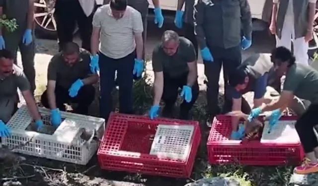 Tedavileri tamamlanan yaban hayvanlar doğaya salındı