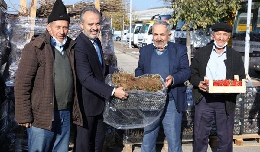 Bursa'da çiftçilere fidan dağıtımları yapıldı.