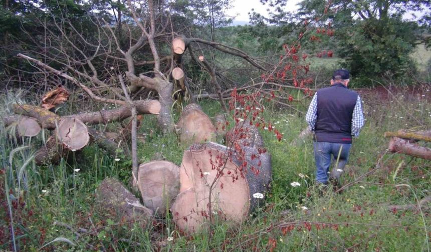 İlginç hırsızlık: 150 yıllık çınar ağaçlarını çaldılar