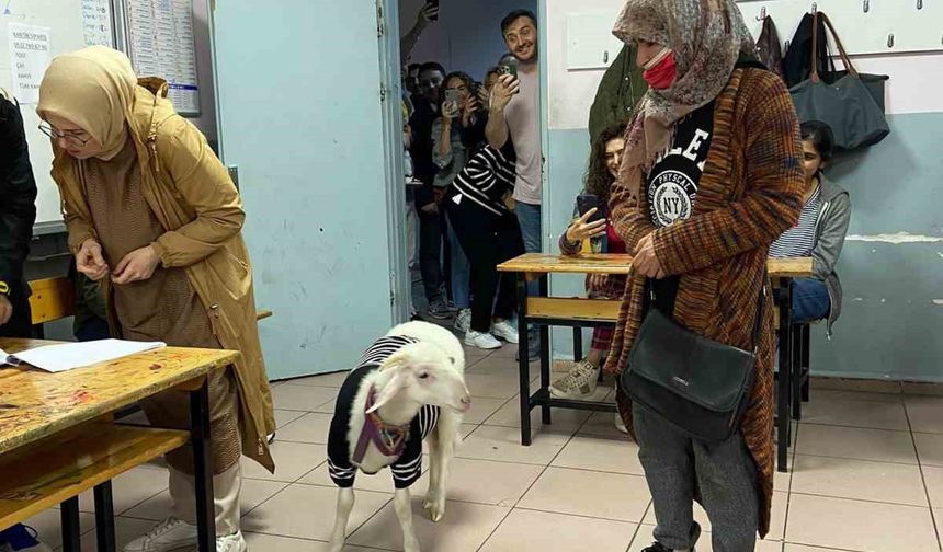 Üzerine kazak giydirdiği kuzusuyla oy kullanmaya geldi