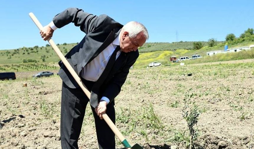 Nilüfer Belediyesi Konaklı’ya 800 zeytin fidanı dikti