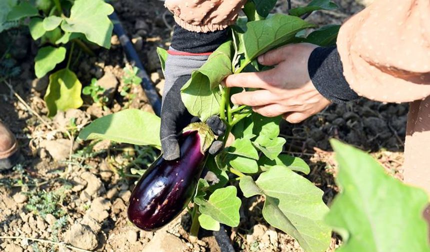 Osmangazi'de, Organik sebzeler  yemeğe dönüştü