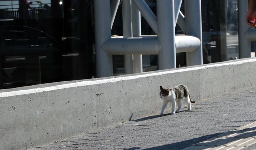 BURULAŞ’tan Can Dostlar İçin Planlı Adım.
