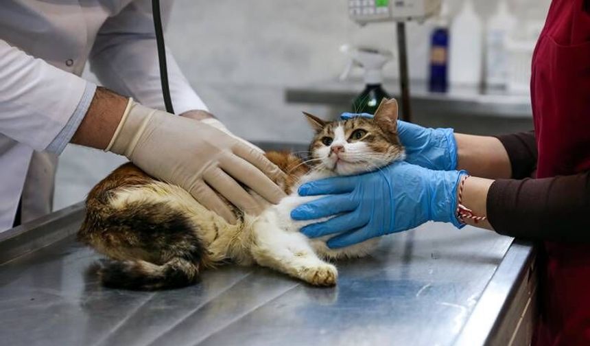 Kazazede Kedi Büyükşehir’in Şefkatiyle İyileşti