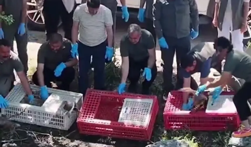 Tedavileri tamamlanan yaban hayvanlar doğaya salındı