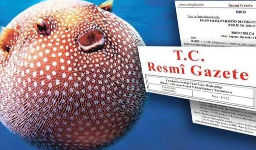 Balon Balığı avcılığı destekleri artırıldı.