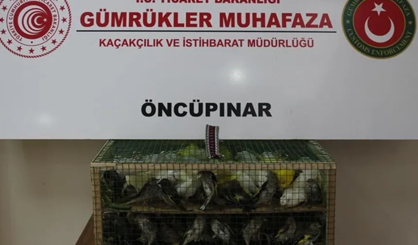 Gümrük Muhafaza'dan kaçakçılığa darbe!