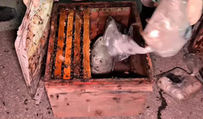 Arı kovanlarının arasından 91 kilo yasaklı madde  çıktı